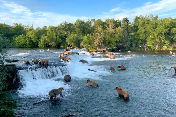 Fishing in Brown Bear Country - Alaska!